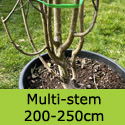 Betula Snow Queen aka Doorenbos multi-stem 200-250cm